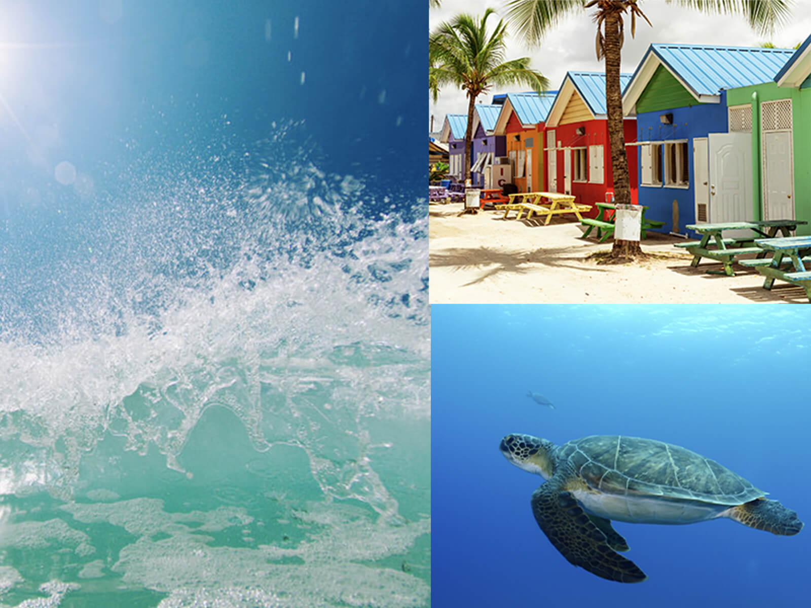 Collage of beach and a turtle
